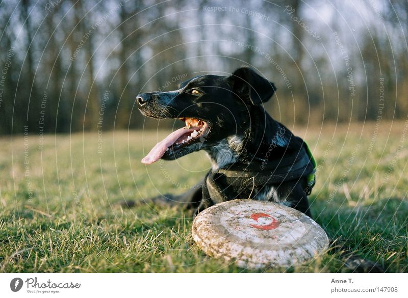 Frisbeemädle Hund schwarz dreckig Wiese lang Feld Baum Unschärfe ruhig Außenaufnahme Tier Freizeit & Hobby Zunge Freude