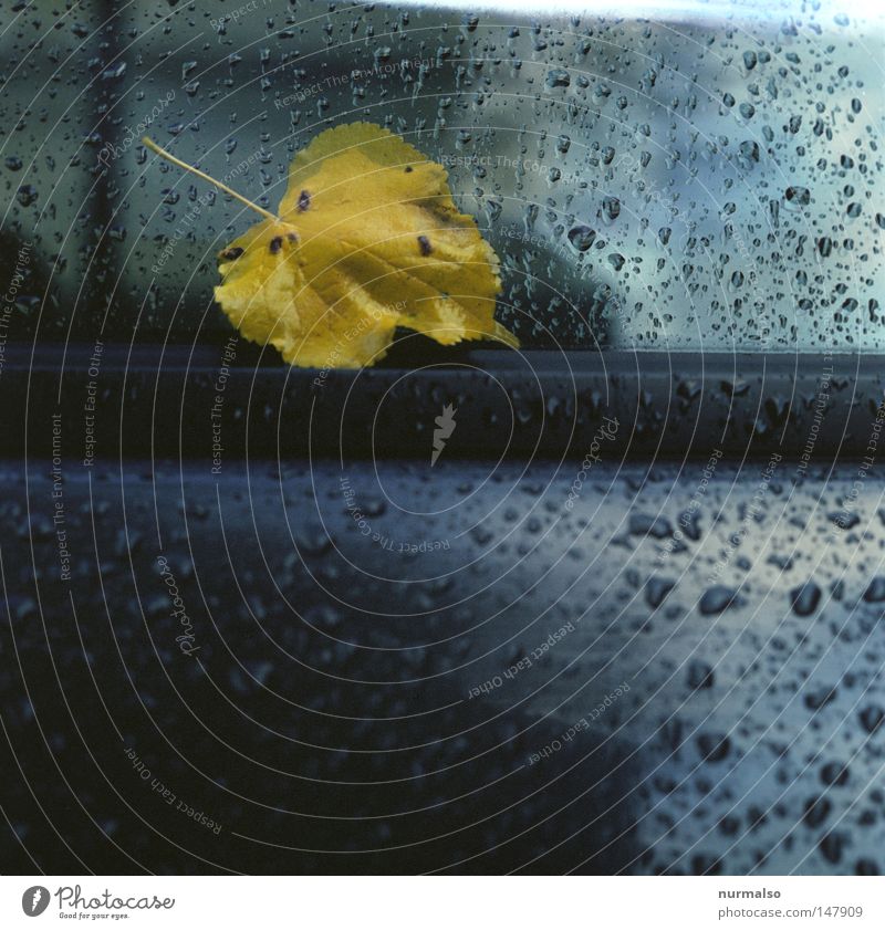 Schwermut in Dur Blatt KFZ PKW Fensterscheibe Glas Regen Herbst kleben mehrfarbig nass kalt Wagen glänzend Gummi Wasser Jahr Jahreszeiten Färbung einfach