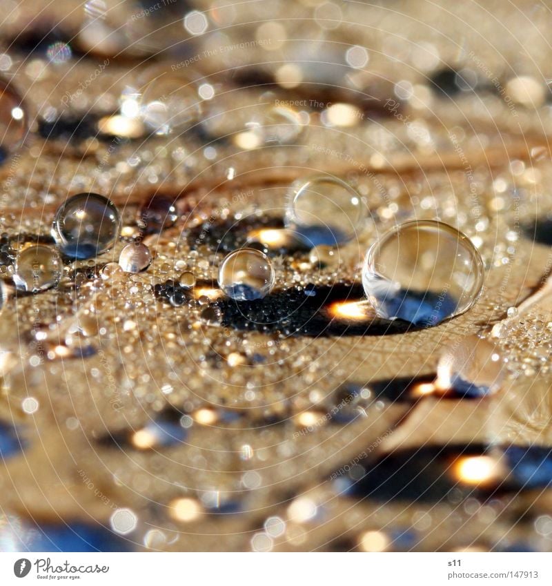 Tauperlen Glasperle Wassertropfen Glaskugel Murmel nass frisch kalt Morgen Herbst Jahreszeiten herbstlich braun Gefäße Blatt Regen Sonnenlicht Sonnenstrahlen