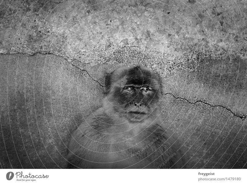Cogito ergo sum Tier Tiergesicht beobachten Denken schwarz weiß Sehnsucht Leben Affen Berberaffen nachdenklich Mensch Schwarzweißfoto Außenaufnahme