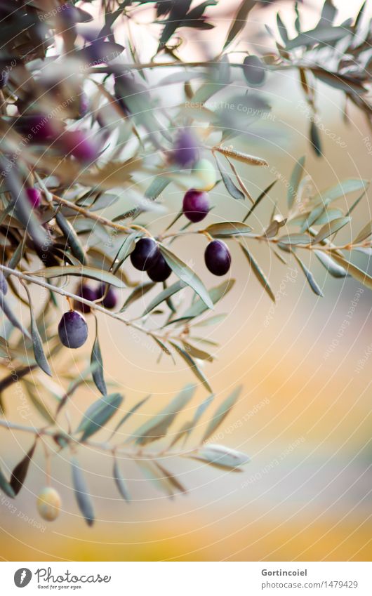 Reif gepflückt zu werden Umwelt Natur Winter Schönes Wetter Pflanze Baum Blatt Frucht Nutzpflanze Garten natürlich Bioprodukte Oliven Olivenbaum Olivenhain