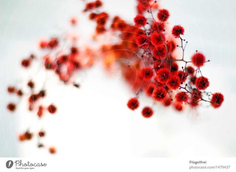 Blütenfeuerwerk Natur Bewegung Dynamik rot Muster Zweig weich sanft verträumt Romantik Blumenstrauß Wärme Pflanze Leben Farbfoto Außenaufnahme
