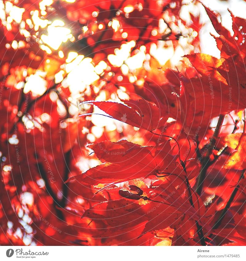 Sonnenbrand Herbst Pflanze Baum Blatt exotisch Ahornblatt elegant rot Euphorie Energie Warnfarbe intensiv neonfarbig glühend hitzig brennen Farbfoto