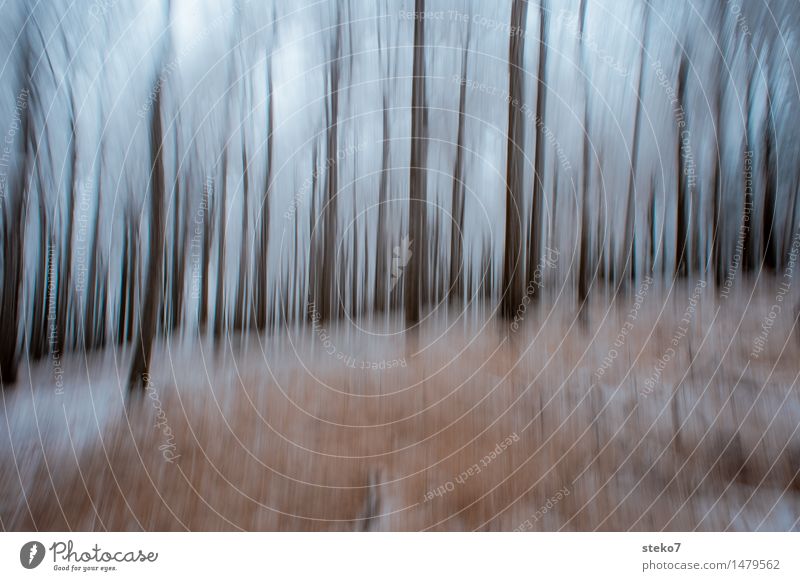 III Winter Baum Wald Einsamkeit Erschöpfung Bewegung Kreativität Surrealismus träumen Baumstamm Strukturen & Formen mystisch verwaschen Unschärfe wahrnehmen
