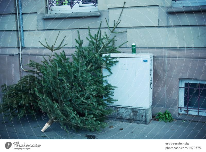 Oh Tannenbaum ... Feste & Feiern Weihnachten & Advent Baum Stadt Haus Gebäude Mauer Wand Fenster alt warten grün Gesellschaft (Soziologie) nachhaltig