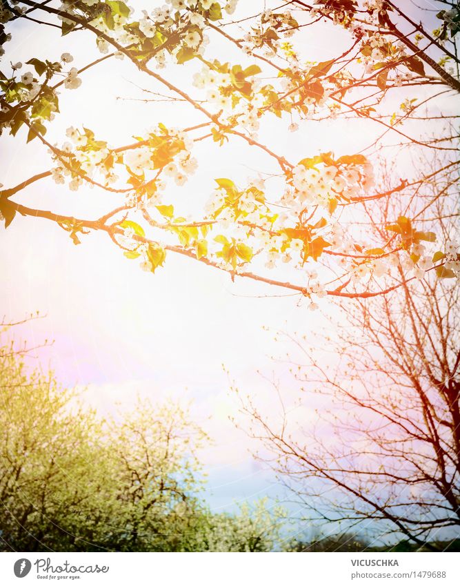 Frühling blühende Bäumen im Sonnenuntergang Design Garten Natur Pflanze Sonnenaufgang schlechtes Wetter Baum Blume Sträucher Blatt Blüte Park Blühend rosa Duft