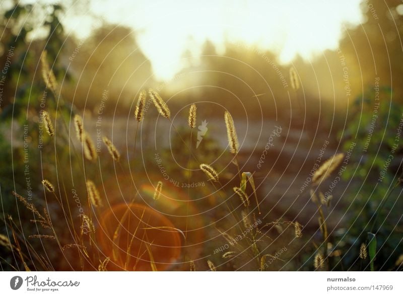 Morgen! Sonne Herbst Gartenbau schön Licht Beleuchtung Halm Pflanze glänzend Nebel Wassertropfen Tau Osten Blende Fleck Reflexion & Spiegelung Dia analog