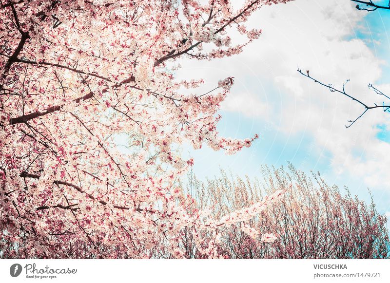 Blühenden Kirschblüte-Baum am Himmel Hintergrund Stil Design Sommer Garten Natur Pflanze Sonnenlicht Frühling Schönes Wetter Blatt Blüte Park rosa Asien
