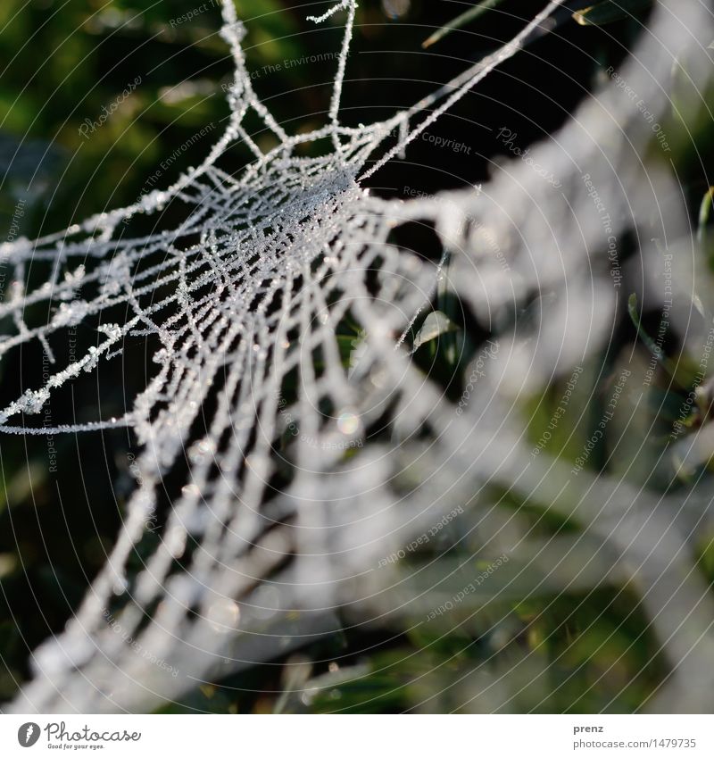 Spinnennetz vereist Umwelt Natur Winter Klima Wetter Eis Frost Wildpflanze Küste Seeufer Wildtier grün weiß Eiskristall Farbfoto Außenaufnahme Nahaufnahme