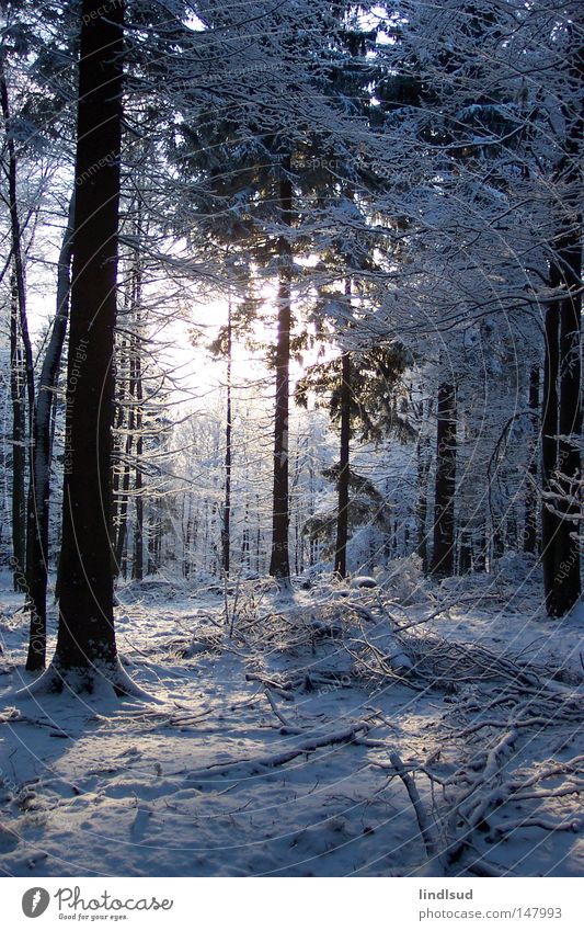 Wintermorgen Schnee Wald Baum weiß Licht Erholung ruhig