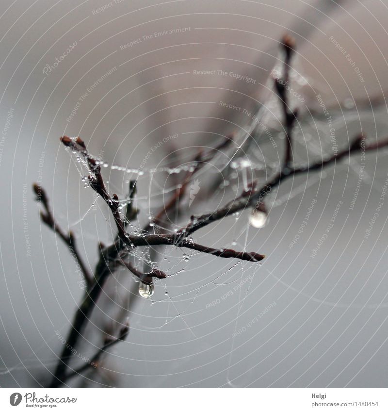 Moornebeltautropfen... Umwelt Natur Pflanze Wassertropfen Herbst Nebel Sträucher Zweig Sumpf Spinnennetz hängen authentisch außergewöhnlich dunkel einzigartig