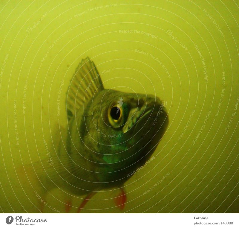 Schau mir in die Augen Kleines Fisch Wasser Kopfschuppe Flosse Schnauze Maul Teich trüb rot gelb grün Fischauge Herbst unterirdisch Brühe