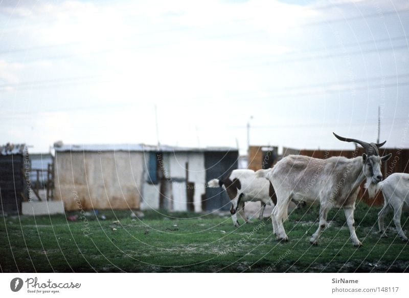 19 [townshipziegen] Afrika Afrikanisch Menschenleer Hütte Nutztier Tiergruppe Armut Moral Ziegen Township Vieh Ghetto unbarmherzig gnadenlos Überlebenskampf