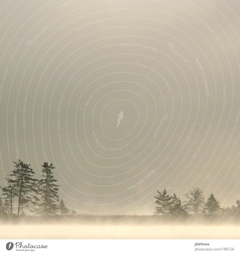 Nebel grau weiß Baum Reflexion & Spiegelung Morgen Nova Scotia Kanada Nordamerika Einsamkeit Ödland Himmel Sträucher Nadelbaum Tanne Fichte Indianer
