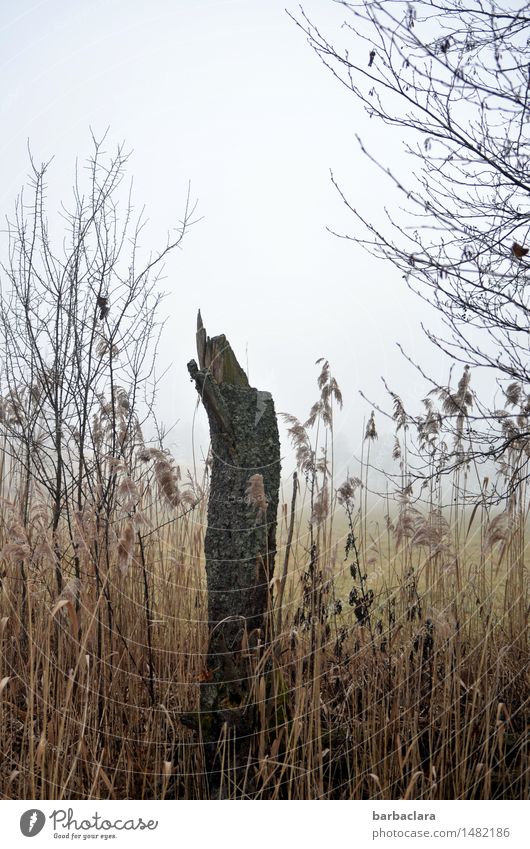 Spießer im Schilf Natur Landschaft Erde Luft Nebel Pflanze Baum Gras Schilfrohr Baumstumpf stehen hell kaputt nass Spitze Erholung ruhig Überleben Umwelt