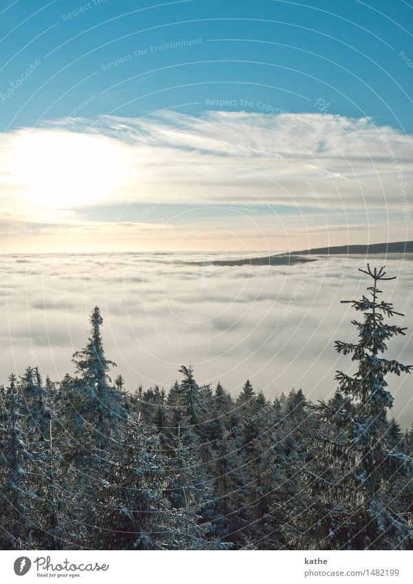 Über den Wolken..... Natur Landschaft Tier Luft Himmel Horizont Sonnenaufgang Sonnenuntergang Winter Wetter Nebel Eis Frost Schnee Baum Wald Hügel Gipfel