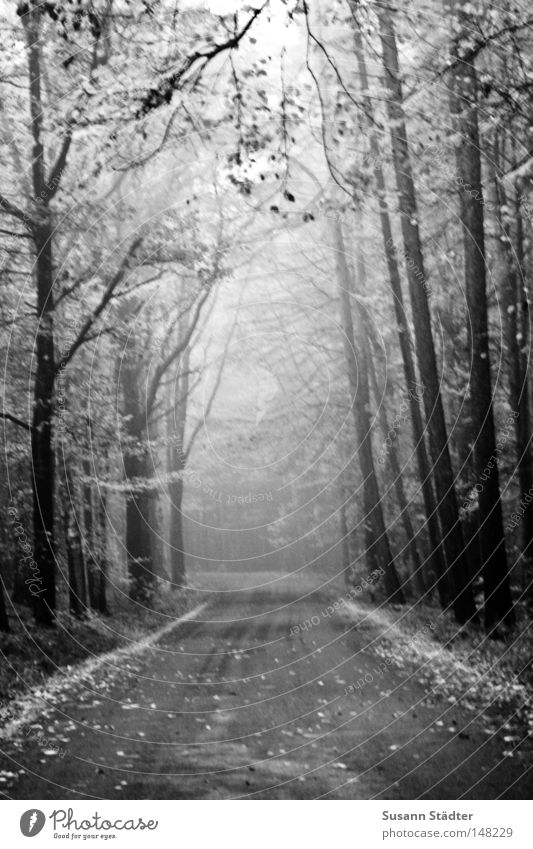 Nebelwald Baum Wald Straße Blatt Laubbaum Einsamkeit gehen schlafen kalt frieren Wassertropfen Tau Herbst Winter Schnee