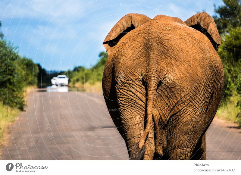 Elephant Crossing Umwelt Natur Pflanze Tier Himmel Schönes Wetter Autofahren Verkehrsstau Straße Wildtier Elefant 1 stehen dick frech hoch lustig rebellisch