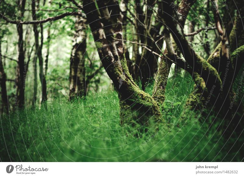 Little Green Umwelt Natur Landschaft Frühling Sommer Baum Gras Park Wald Urwald Schottland Wachstum Freundlichkeit Gesundheit positiv grün Lebensfreude Schutz