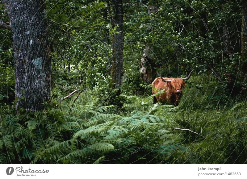 Schottisches Dschungelrind Natur Baum Farn Wald Schottland Nutztier Kuh Rind Schottisches Hochlandrind 1 Tier stehen bedrohlich Gesundheit Zufriedenheit Mut