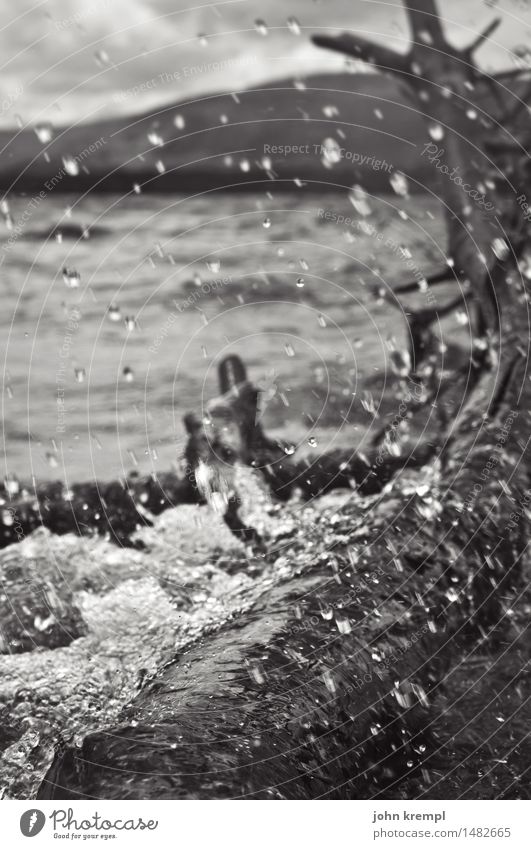 Riesenechse (Schwanz) mit sprotzelndem Wasser Natur Wind Baum Baumstamm Wellen See Loch Lomond Echsen 1 Tier nass wild Kraft Mut Leben Traurigkeit Sehnsucht