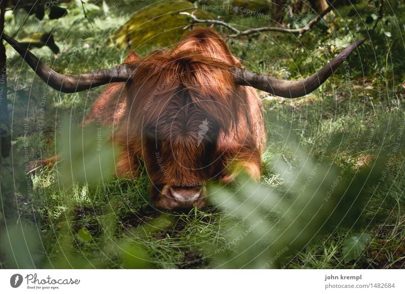 Urviech Natur Wiese Wald Schottland Haustier Schottisches Hochlandrind 1 Tier Denken liegen Freundlichkeit kuschlig muskulös braun grün Tapferkeit Kraft Mut