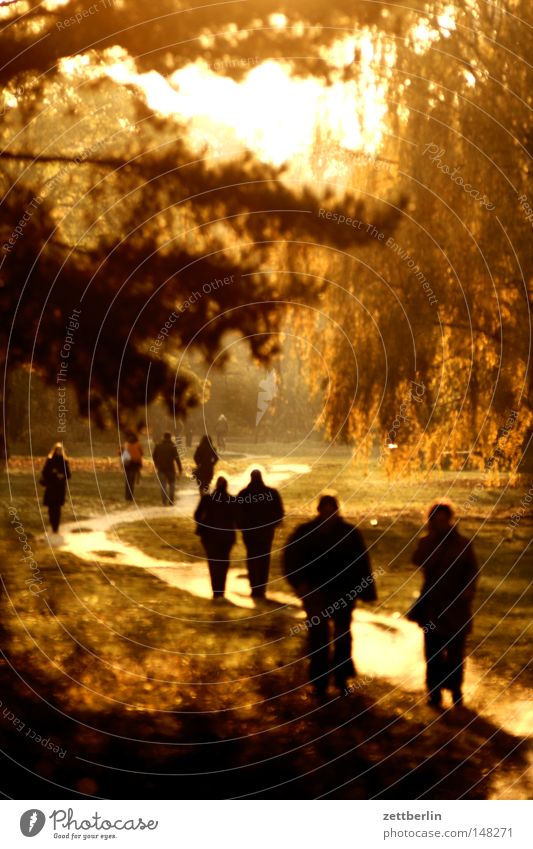Goldener Tiergarten Herbst Oktober gold Sonne Dämmerung Sonnenuntergang Spaziergang Wege & Pfade Fußweg Lebenslauf Baum Wald Park Erholung Garten Mensch