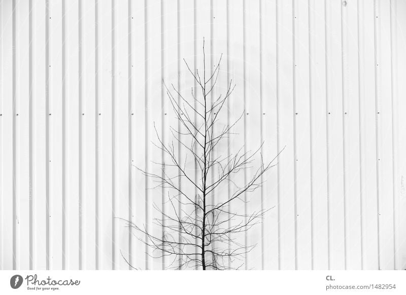 bäumchen Umwelt Natur Baum Mauer Wand Linie Wachstum klein Schwarzweißfoto Außenaufnahme Menschenleer Textfreiraum links Textfreiraum rechts Tag