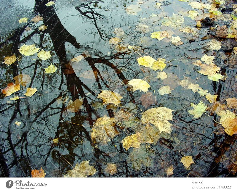 Tiefausläufer Umwelt Natur Landschaft Pflanze Wasser Herbst Klima Schönes Wetter Regen Baum Blatt Denken dunkel Idylle Vergänglichkeit verlieren spät Nachmittag