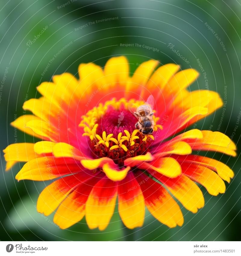 feuerrot Umwelt Natur Pflanze Sommer Blume Blüte Pollen Blütenstempel Insekt Schwebfliege 1 Tier gelb Farbfoto mehrfarbig Makroaufnahme Menschenleer