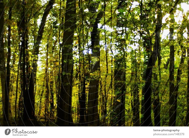 |||||300||||| Wald Baum Blatt Laubbaum Herbst Sommer Ast Unterholz unheimlich Schatten geschlossen Baumstamm Sträucher Waldlichtung Jahreszeiten Stimmung