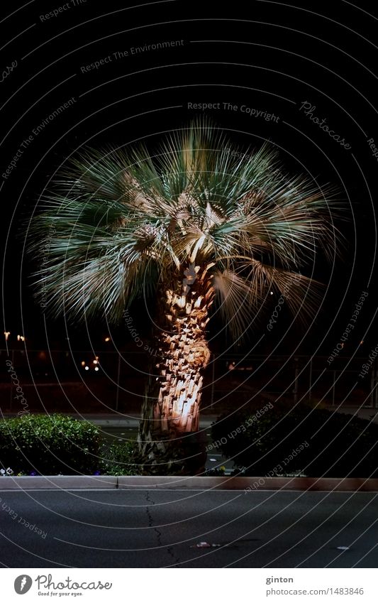 Palme in der Nacht Ferien & Urlaub & Reisen Pflanze Baum Blatt Straße dunkel Nachtaufnahme Palmengewächs Arecaceae Palmae Zierbaum Beleuchtung Scheinwerfer