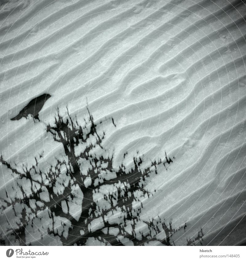 Sandkrähe Strand Vogel Baum Doppelbelichtung Schwarzweißfoto Winter Vergänglichkeit multi