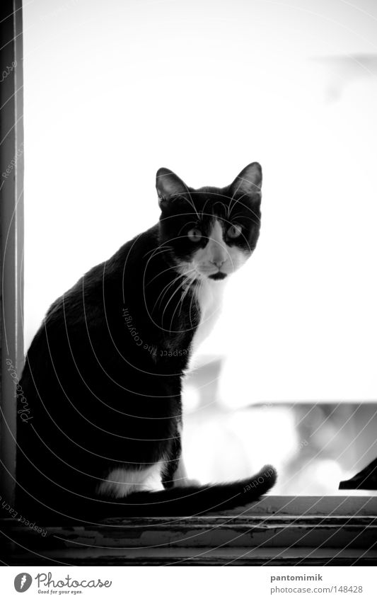 Soll ich bleiben oder soll ich gehen. Katze Tier Fenster Zarge Neugier Mut aufschauend Schwarzweißfoto Säugetier