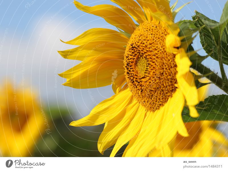 Sunflowers Glück Wellness Leben harmonisch Ausflug Freiheit Sommer Sonne Erntedankfest Umwelt Natur Sonnenlicht Klima Schönes Wetter Pflanze Blume Blatt Blüte