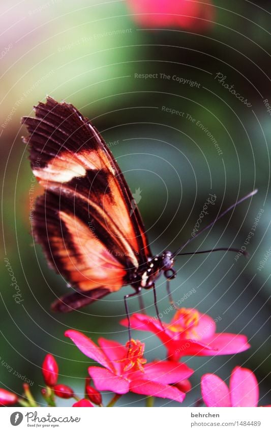 fliegengewicht Natur Pflanze Tier Sommer Blume Blatt Blüte Garten Park Wiese Wildtier Schmetterling Tiergesicht Flügel Beine Fühler Facettenauge 1 beobachten