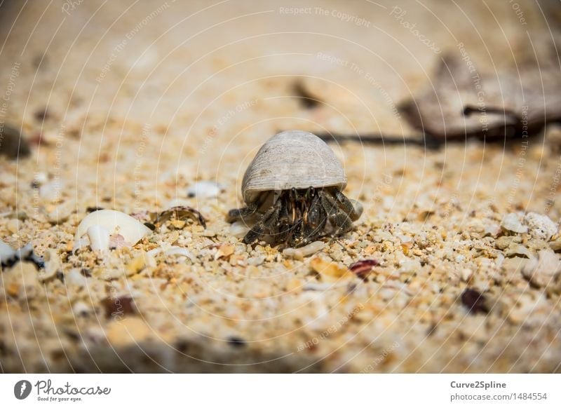 Mr. Crab Natur Sand Küste Strand Meer krabbeln Krebstier Krabbe Sandstrand Schutz Muschel Muschelschale Tier Sandkorn Meeresfrüchte Meerestier klein Beschützer