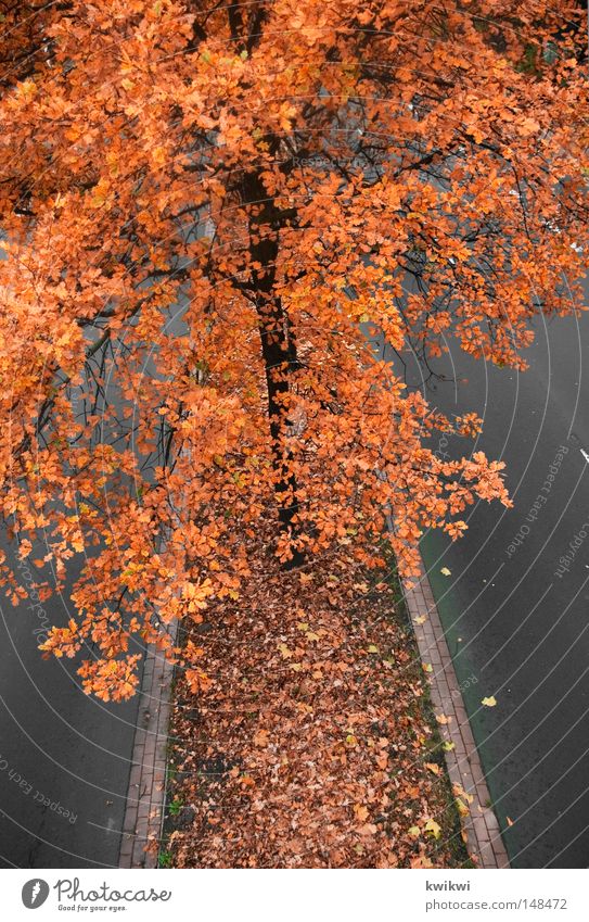 abgasantikörper Baum Straße orange rot gelb Blühend verblüht Herbst Blatt intensiv Abgas Färbung grau