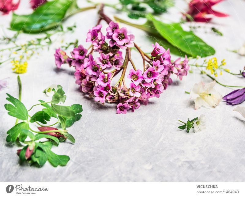 Frühling Pflanzen und Blumen aus dem Garten Stil Design Freizeit & Hobby Sommer Dekoration & Verzierung Tisch Natur Blumenstrauß Blühend rosa Floristik