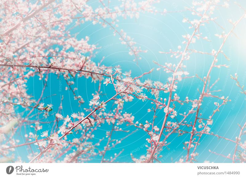 Kirsche Sakura-Blüten über Himmel Hintergrund Stil Design Natur Pflanze Frühling Schönes Wetter Garten Park weich rosa Asien Hintergrundbild Japan Kirschblüten