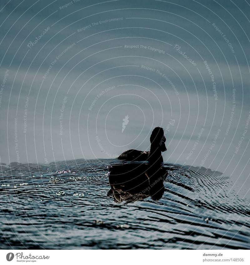 mirror See Teich Reflexion & Spiegelung Feder Gegenlicht dunkel Schatten Silhouette Wolken Flüssigkeit Wellen ruhig Vogel Ente flugente Fluss Wasser