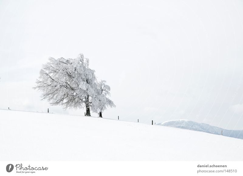 neue Weihnachtskarte 6 Winter Schnee Schwarzwald weiß Tiefschnee Ferien & Urlaub & Reisen Hintergrundbild Baum Schneelandschaft Natur Himmel Einsamkeit kalt