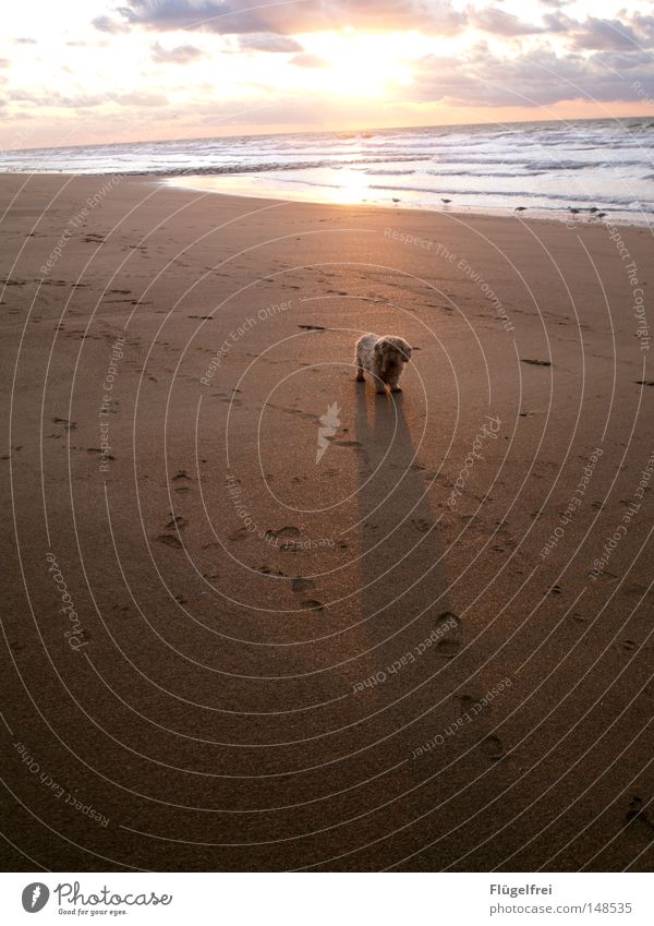 Kleiner Hund - Großer Schatten Freiheit Sonne Strand Meer Sand Himmel Wolken Herbst Wärme Fußspur Bewegung glänzend stehen warten frei lang Einsamkeit Physik