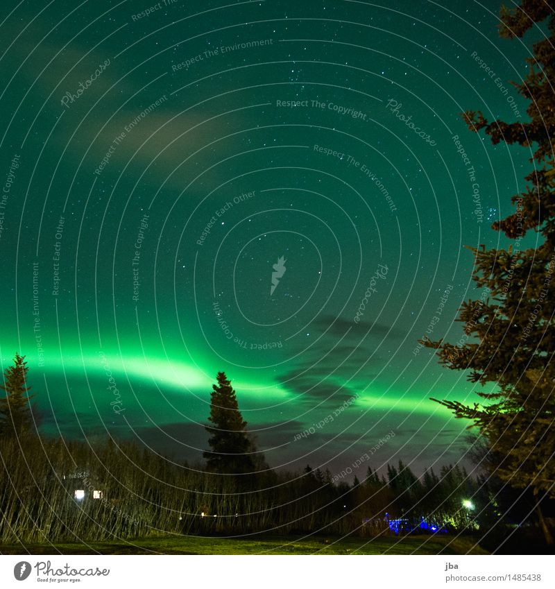 Nordlicht in Homer - Alaska 22 Leben Erholung ruhig Ferne Natur Urelemente Luft Nachthimmel Stern Herbst Schönes Wetter Tanne Ast Wiese beobachten Bewegung