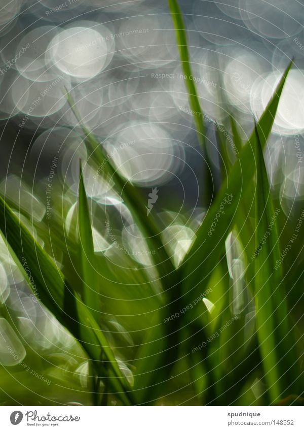 Hintergrundrauschen See Meer Flüssigkeit fließen Unschärfe Tiefenschärfe Hintergrundbild Gras Reflexion & Spiegelung Sonnenlicht Halm grün Frühling Wachstum