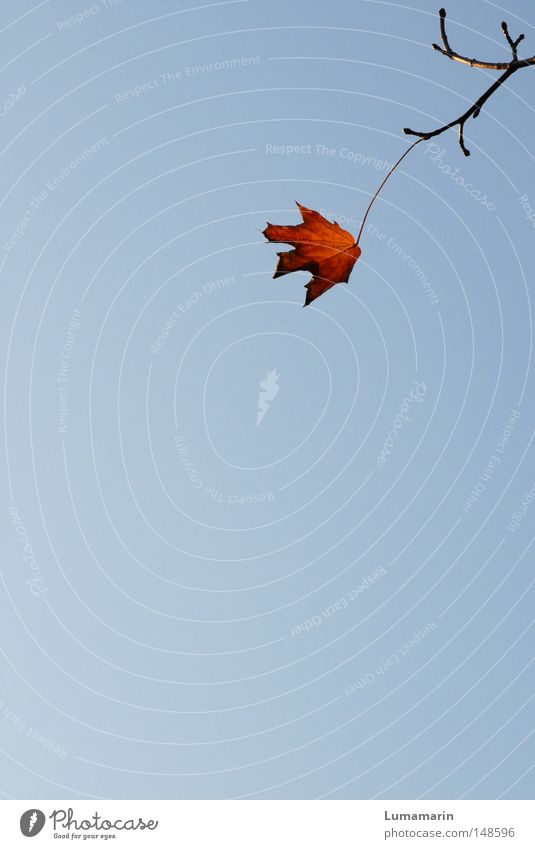 Solo Himmel Jahreszeiten Herbst Zweig Ast Blatt Ahorn Ahornblatt Verbindung Herbstlaub welk trocken Unikat einzigartig Rest warten Einsamkeit stark stur