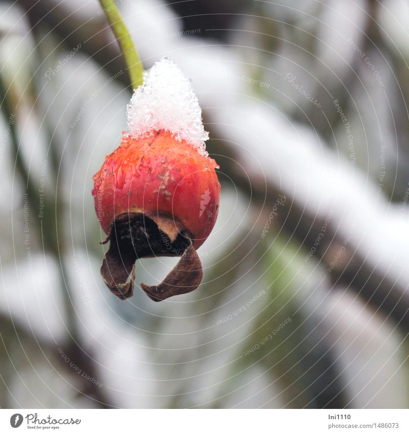 Hagebutte mit Schneemützchen Natur Pflanze Wasser Winter Wetter Eis Frost Schneefall Rose Hagebutte der Kletterrose Garten Park schön kalt klein natürlich