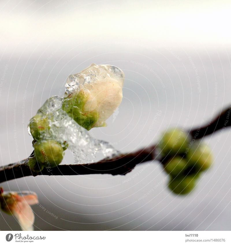 geeiste Quittenblüte Natur Pflanze Wasser Wassertropfen Winter Wetter Schönes Wetter Regen Eis Frost Sträucher Blüte vereiste Knospe der Zierquitte Garten Park
