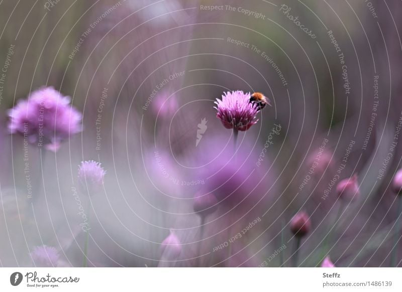 Sommerliche Idylle im Garten Schnittlauch Schnittlauchblüte blühender Schnittlauch heimische Pflanze Biene fleißige Biene violette Blüten lila Blüten
