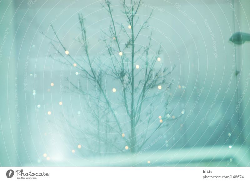LICHTLEIN FÜR SCHIFFI Weihnachten & Advent Baum Licht blau glänzend Lampe Kitsch hell zart ästhetisch Punkt Himmel